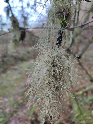 bradatec chochlatý (Usnea subfloridana)