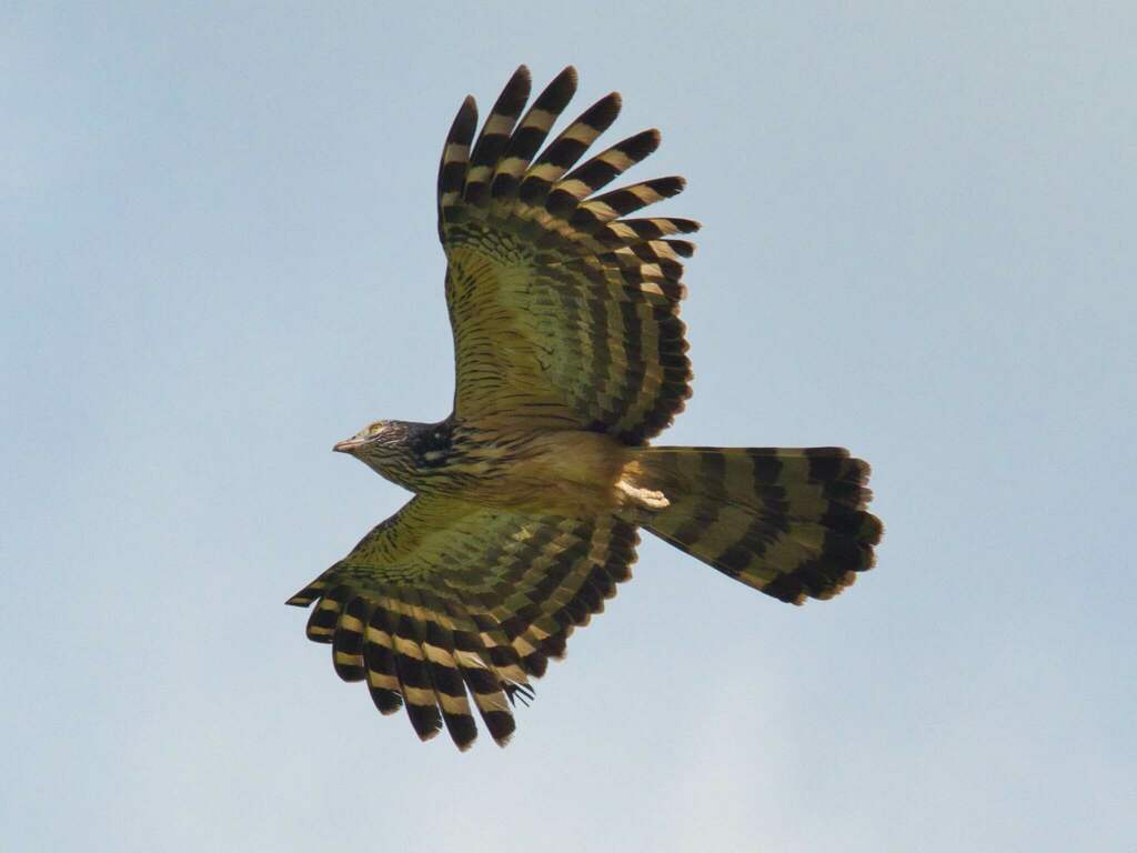 Long-tailed Honey-buzzard photo