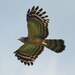 Long-tailed Honey-Buzzard - Photo (c) Eric Carpenter, some rights reserved (CC BY-NC), uploaded by Eric Carpenter