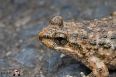 Ye's Spiny-Vented Frog photo 5