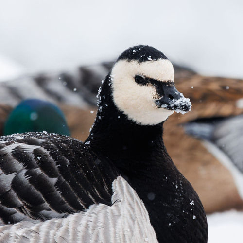 Barnacla cariblanca (Branta leucopsis)