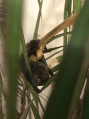 Vespadelus vulturnus