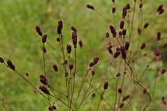 Sanguisorba tenuifolia