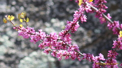 Cercis occidentalis