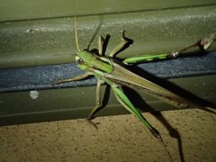 Locusta migratoria migratorioides