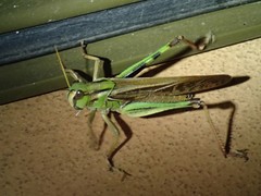 Locusta migratoria migratorioides