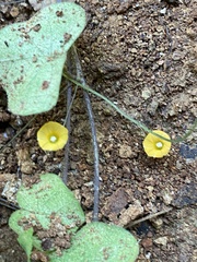 Ipomoea minutiflora image