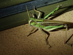 Locusta migratoria migratorioides
