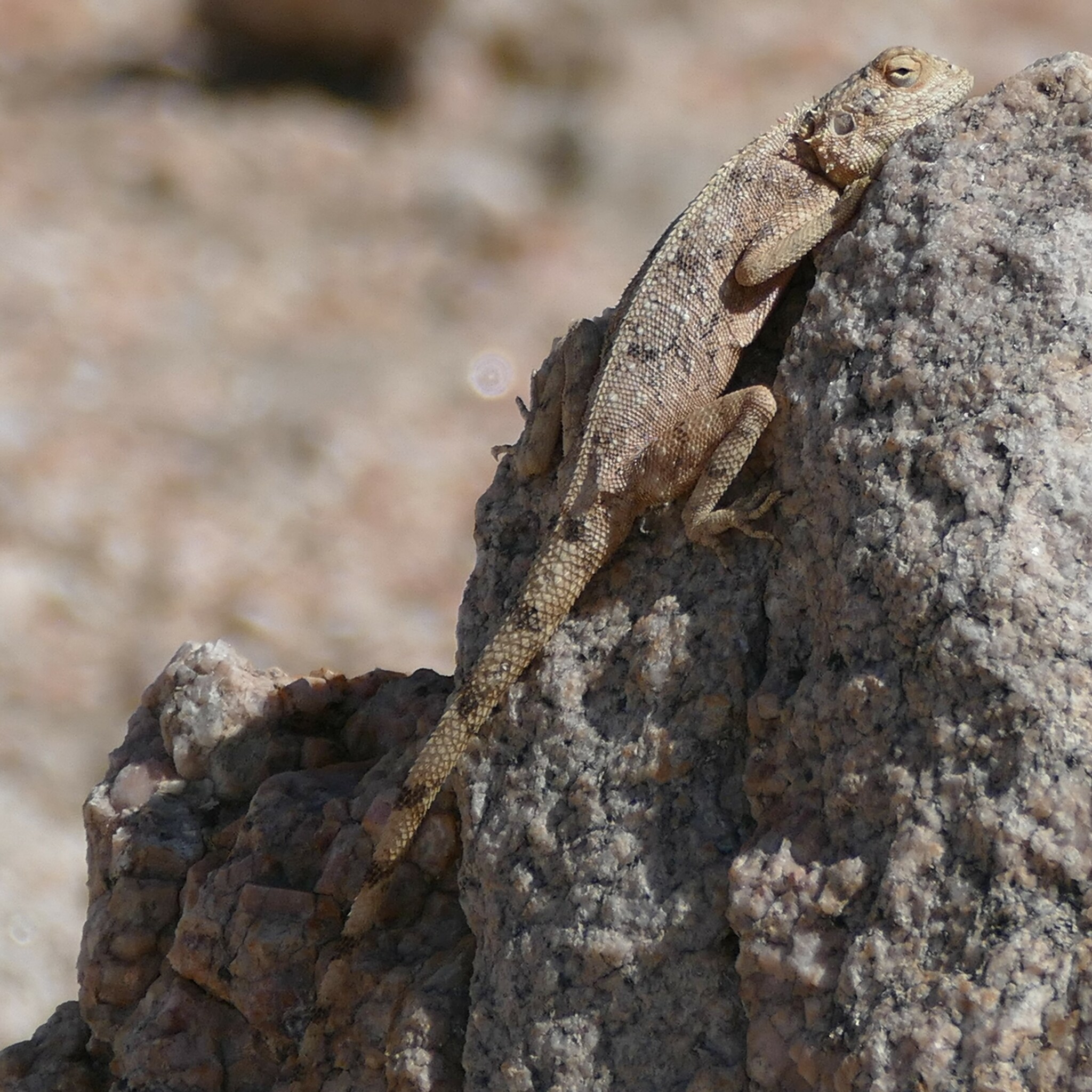 Agama anchietae Bocage, 1896