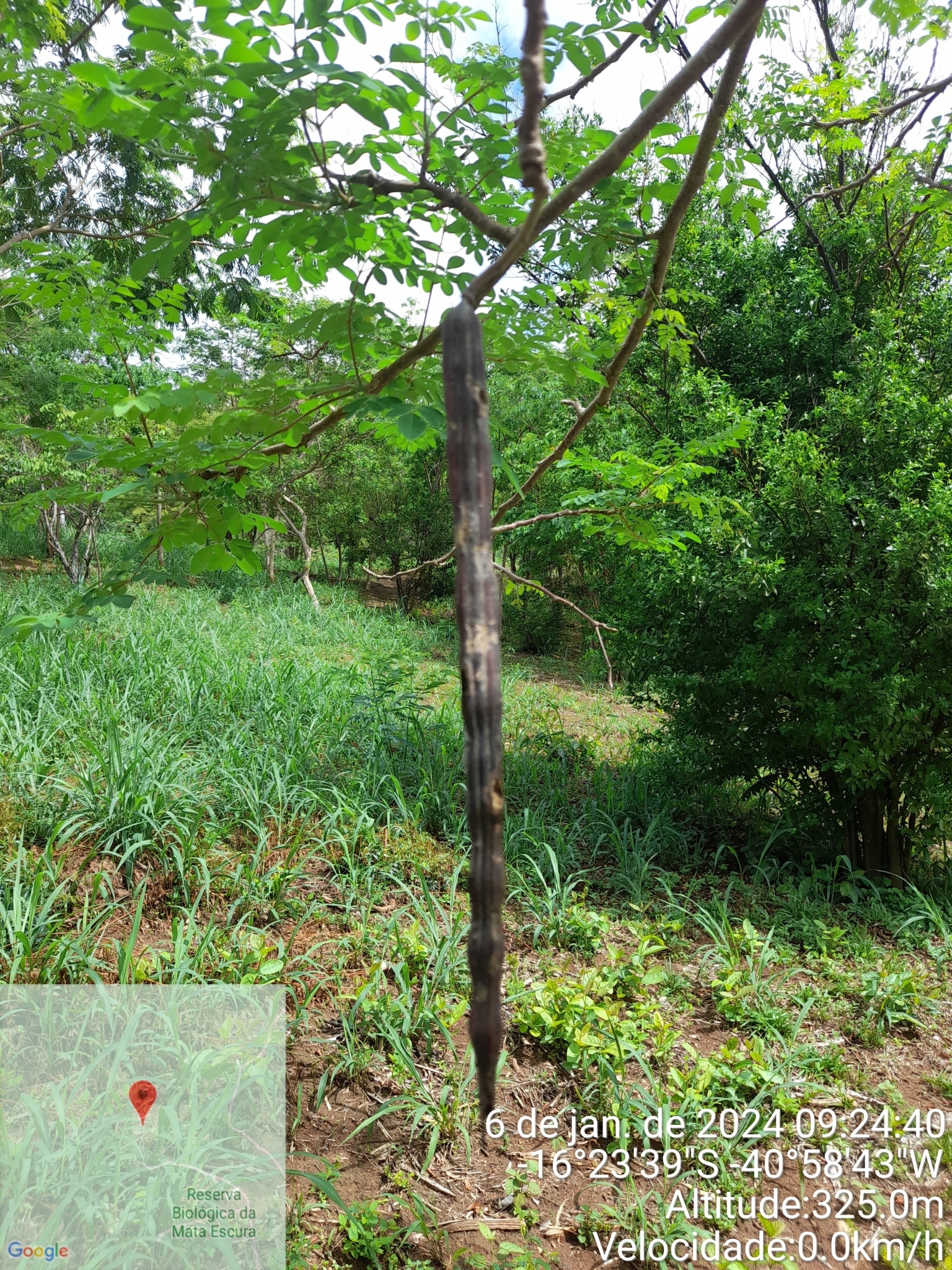 Imagem de Moringa