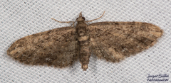 Eupithecia columbiata