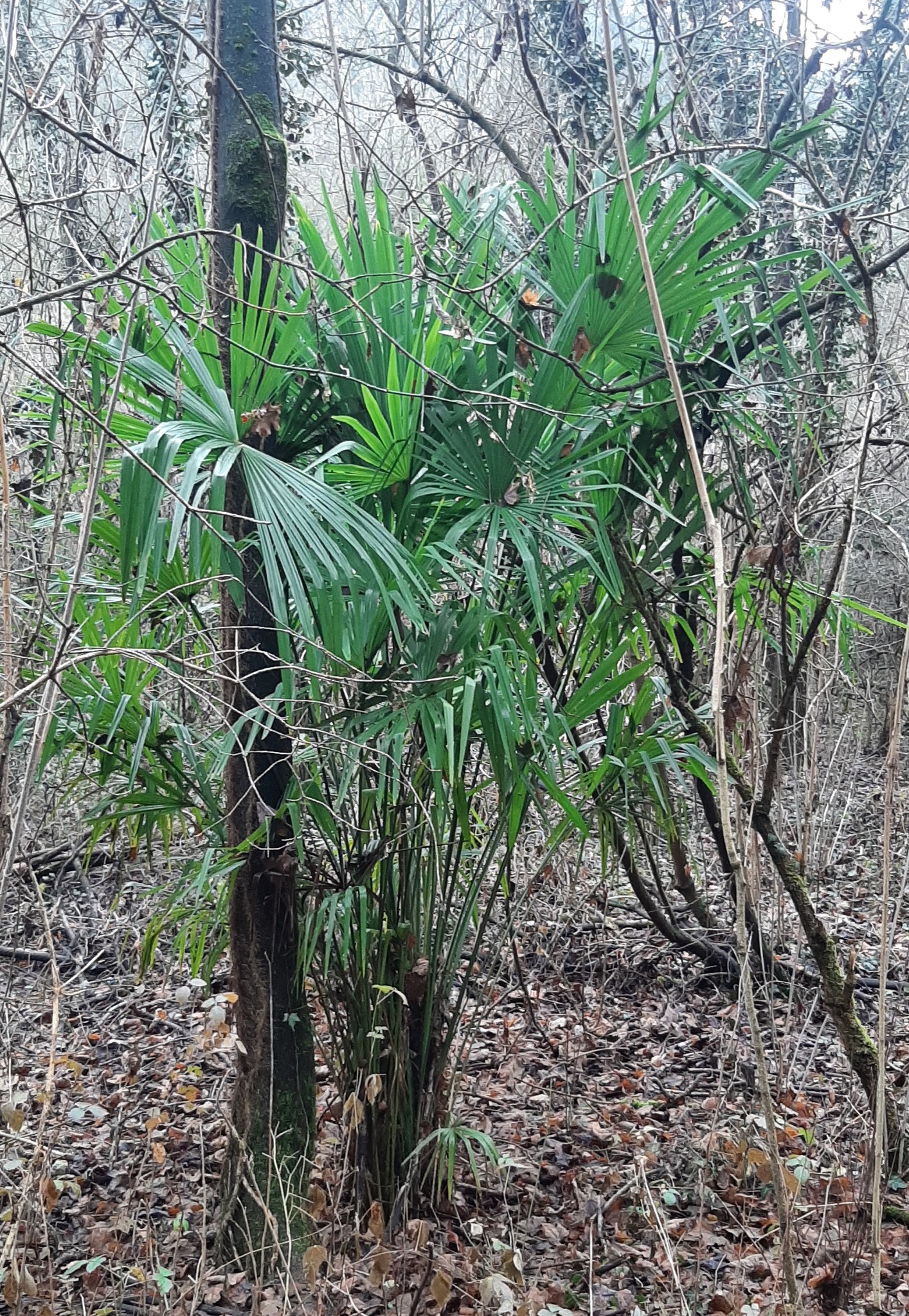 Imagem de Palmeira-de-leque
