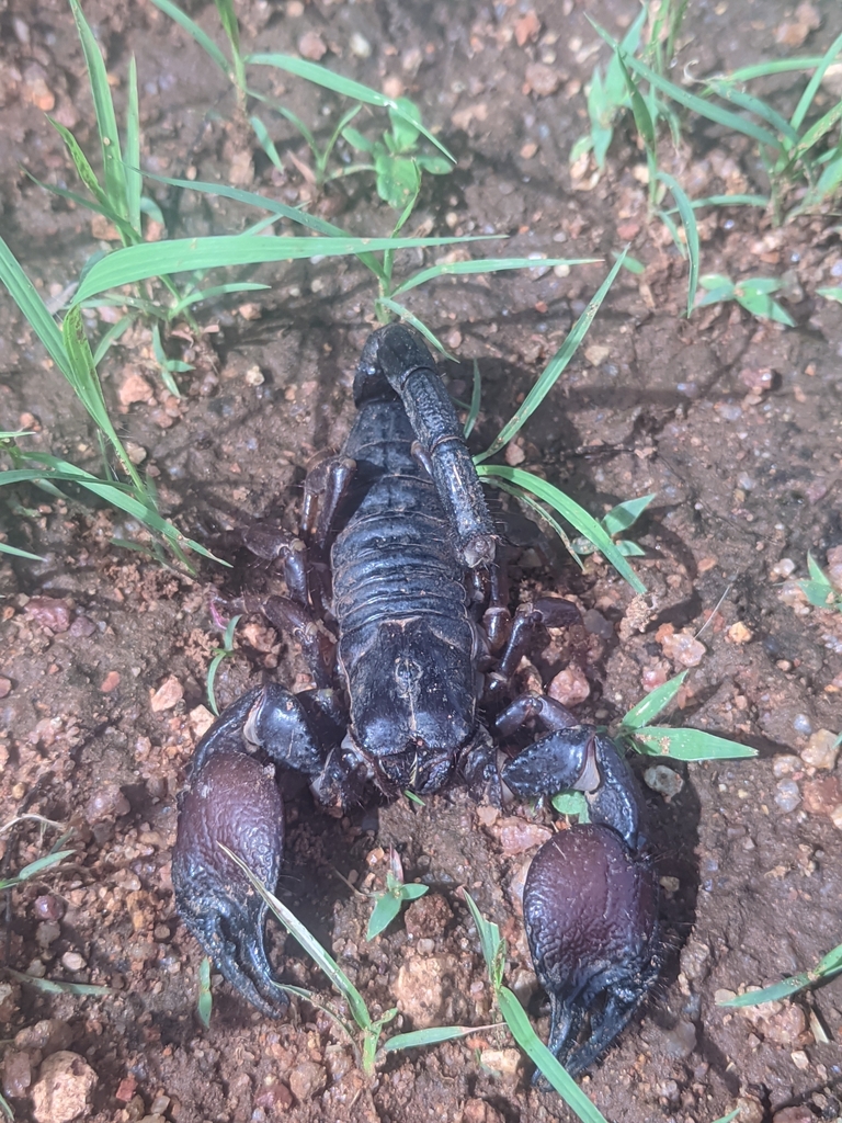Tanzanian Red Clawed Scorpion from Mbuyuni, Tanzania on January 4, 2024