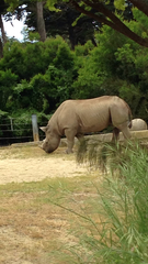 Rhinocerotidae