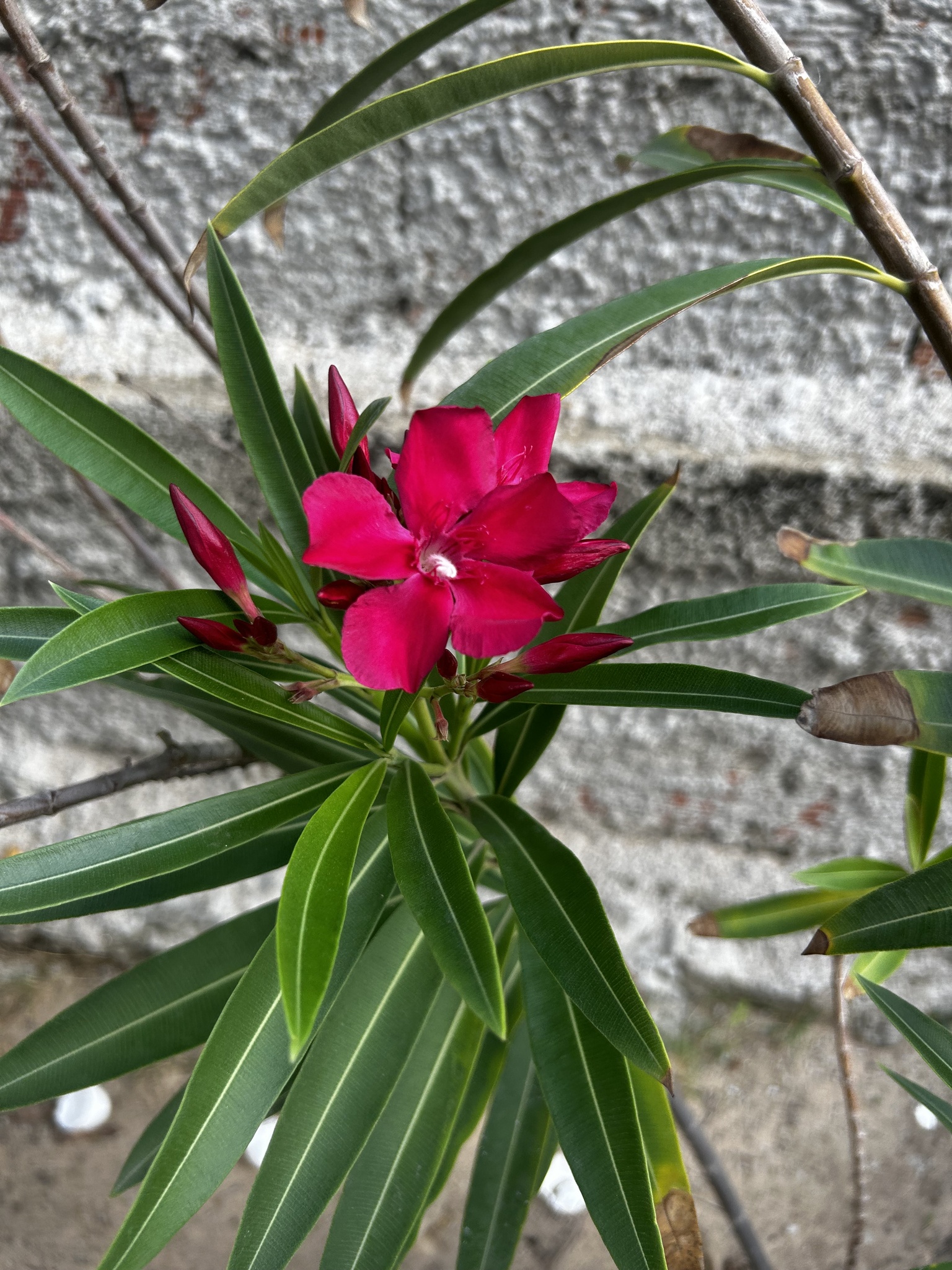 Nerium oleander