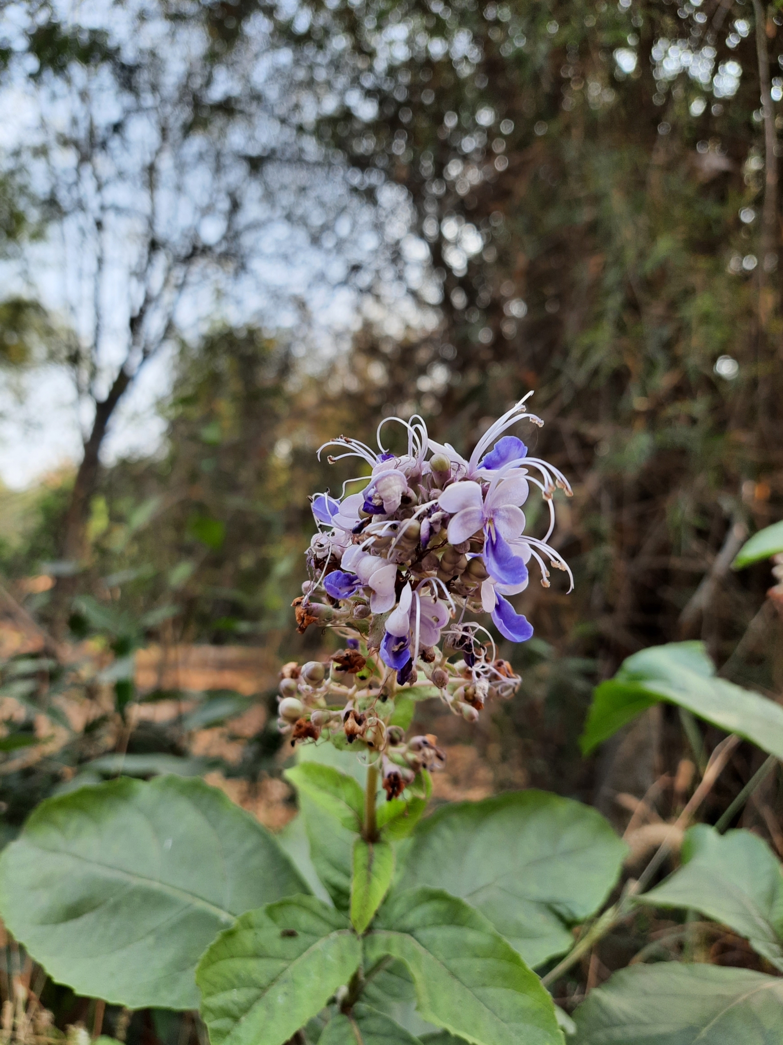 Imagem de Clerodendro