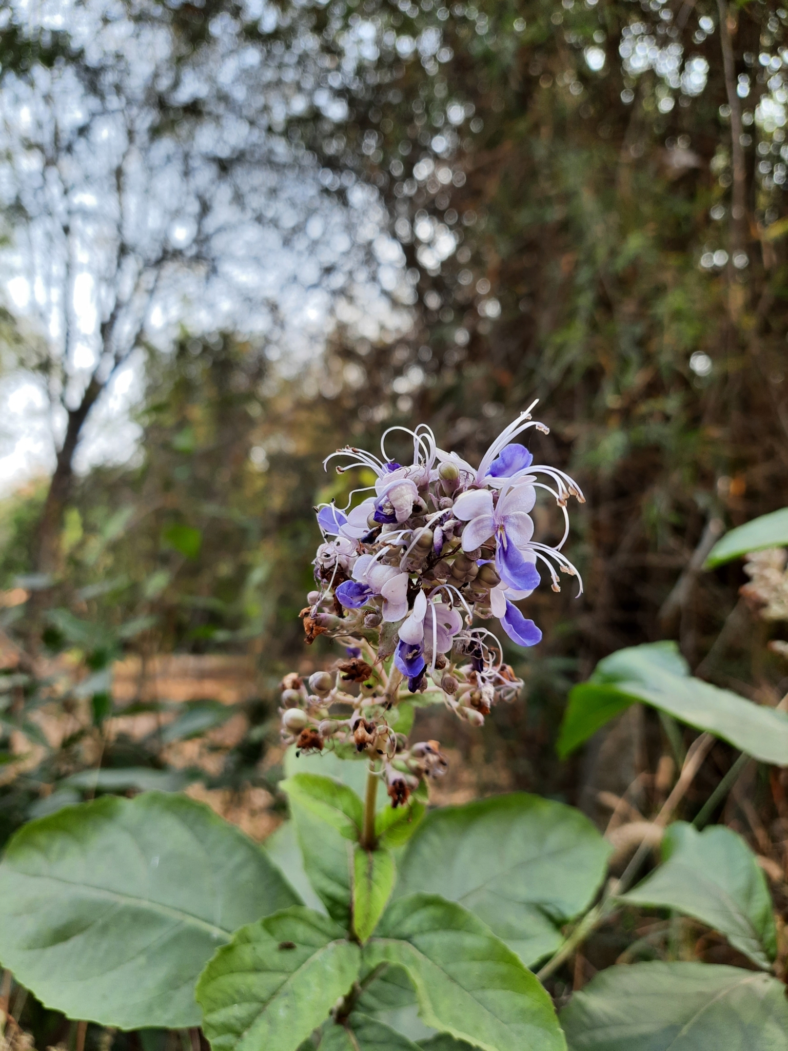 Imagem de Clerodendro