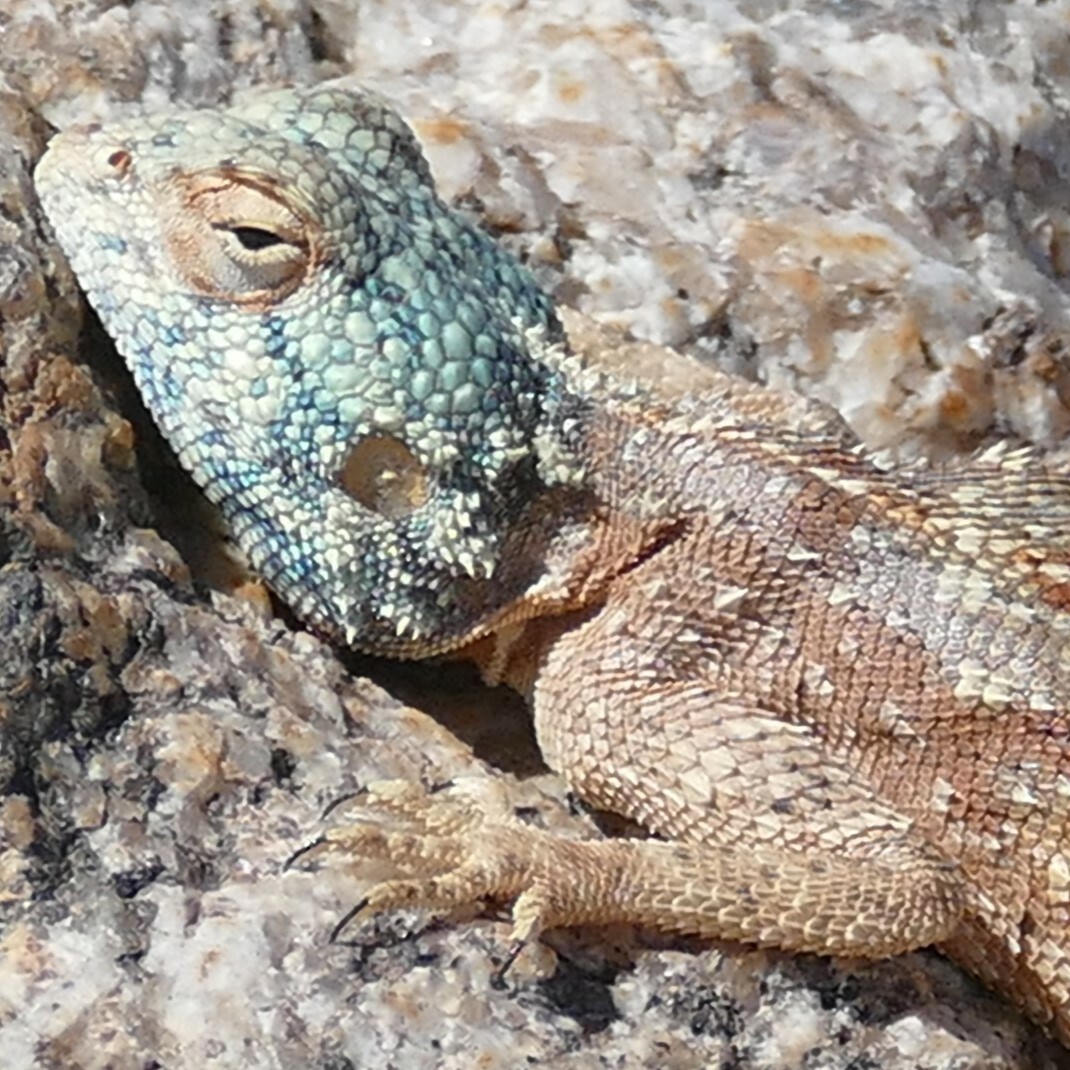 Agama anchietae Bocage, 1896