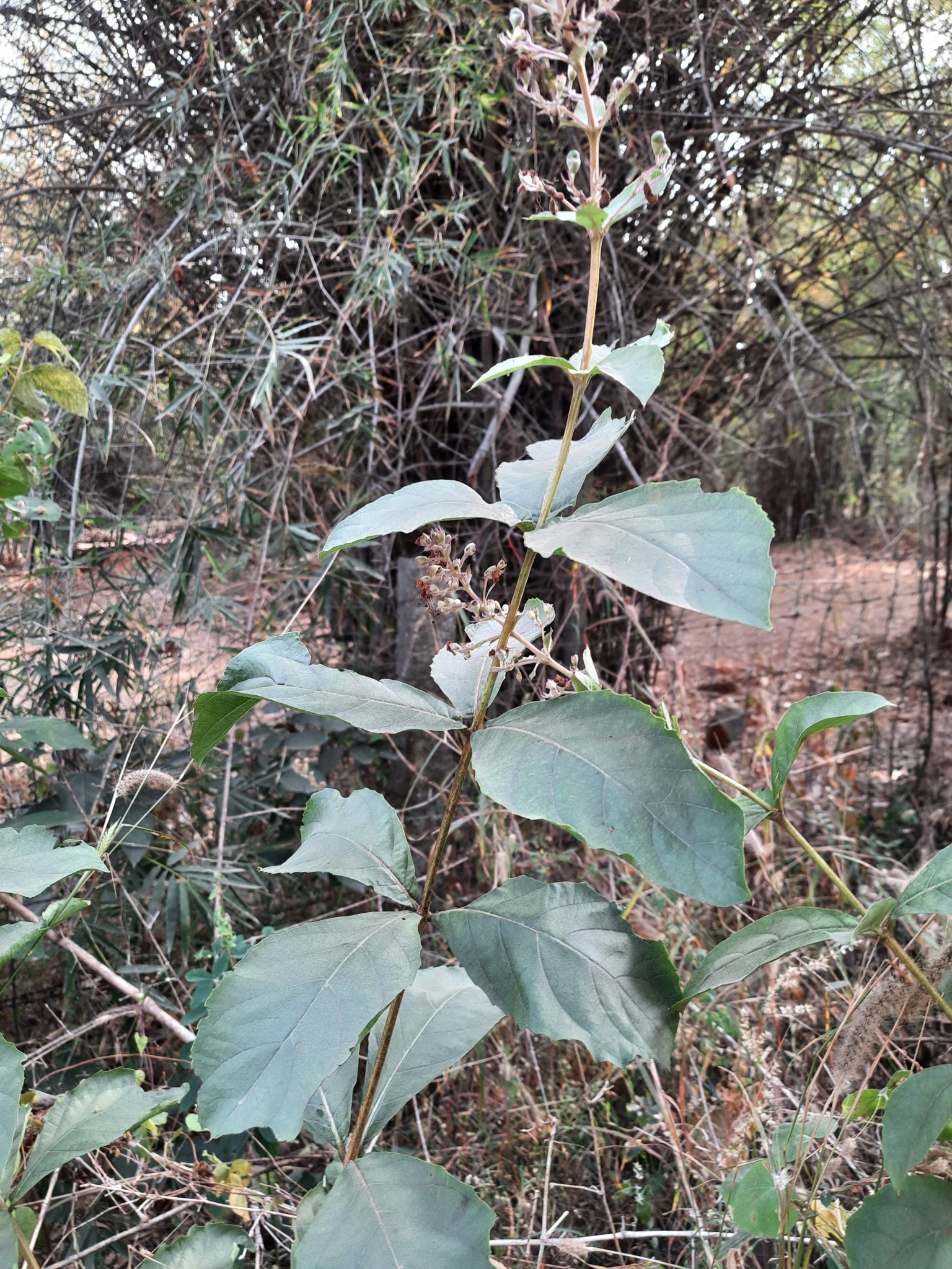 Imagem de Clerodendro