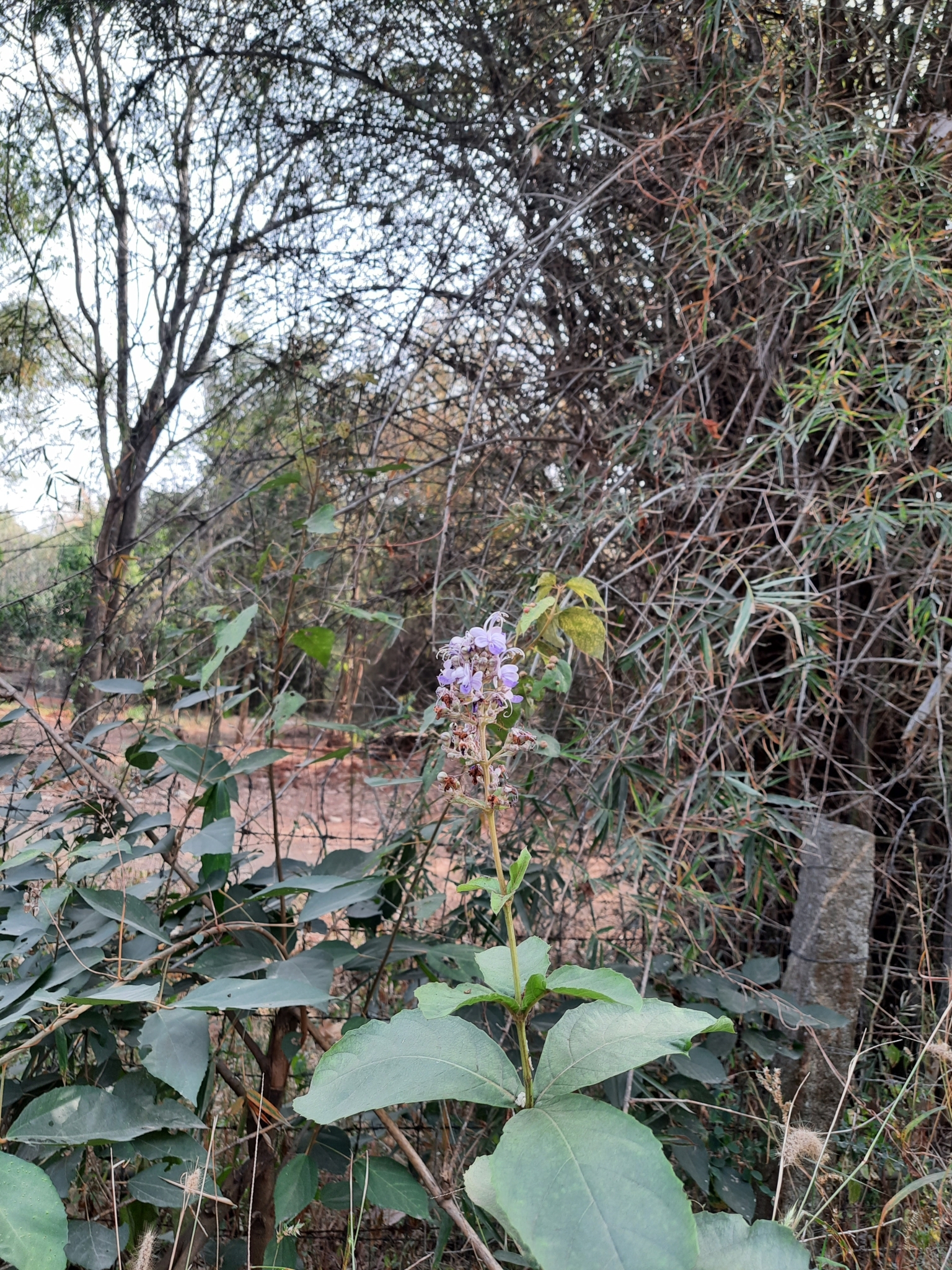 Imagem de Clerodendro