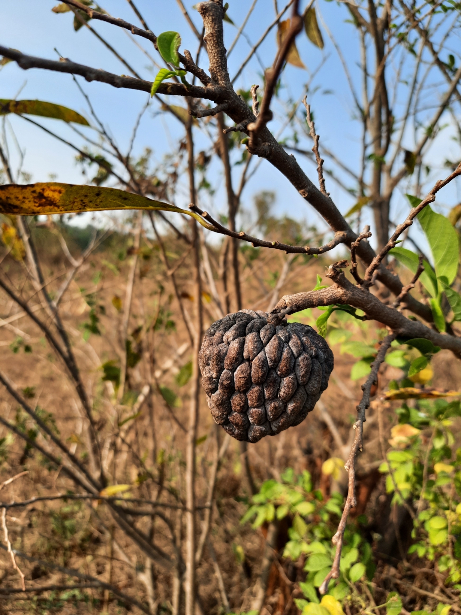 Imagem de Fruta-do-conde