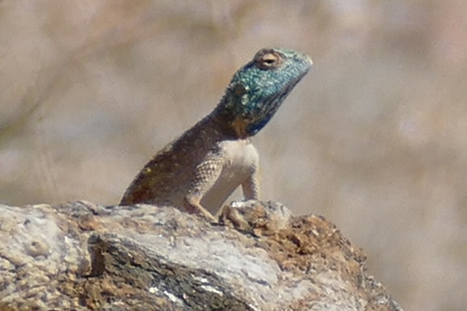 Agama anchietae Bocage, 1896