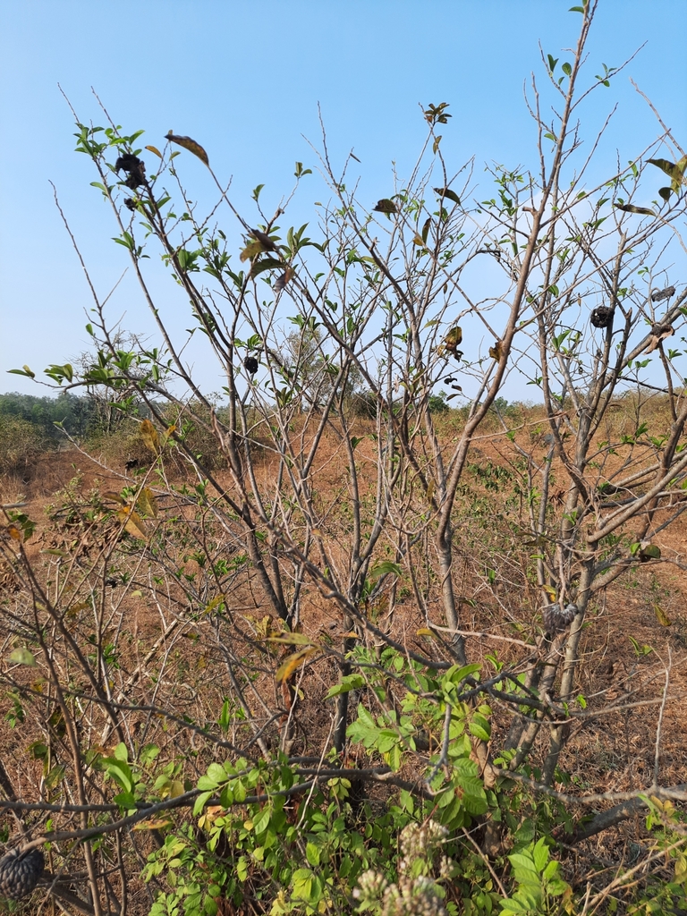 Foto de Fruta-do-conde