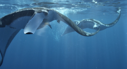 Giant manta ray (Manta birostris) — Myliobatidae
