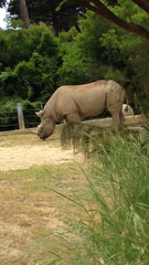 Rhinocerotidae