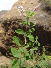 Aloysia scorodonioides