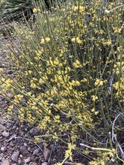 Ephedra torreyana