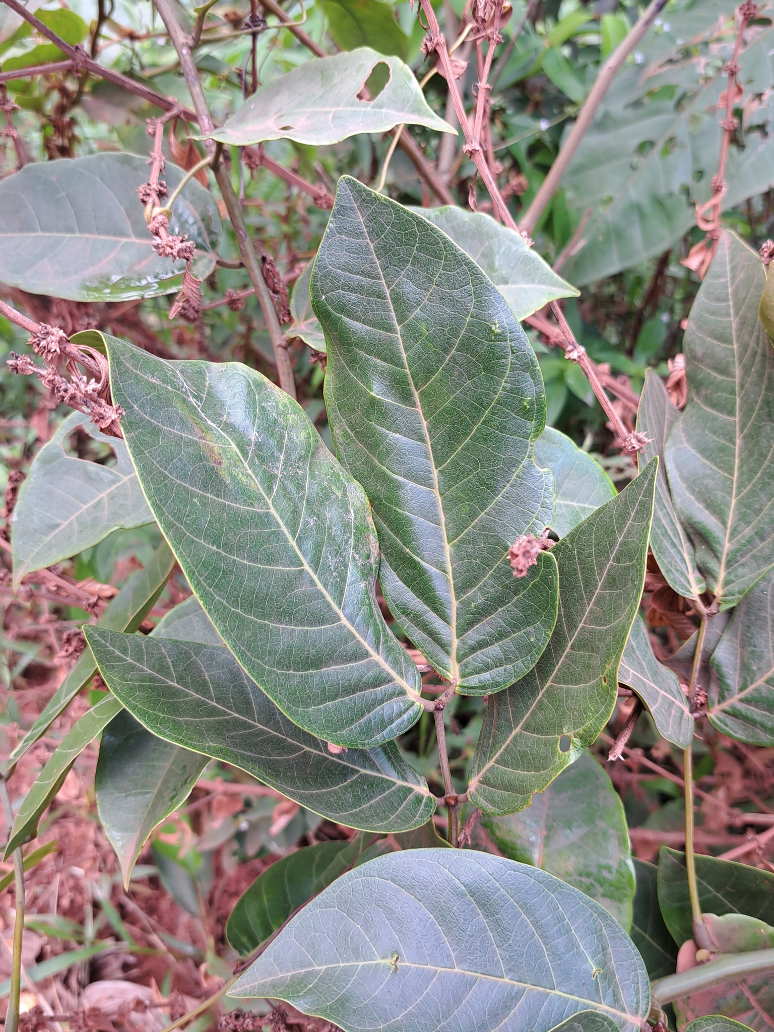 Imagem de Mata-pasto