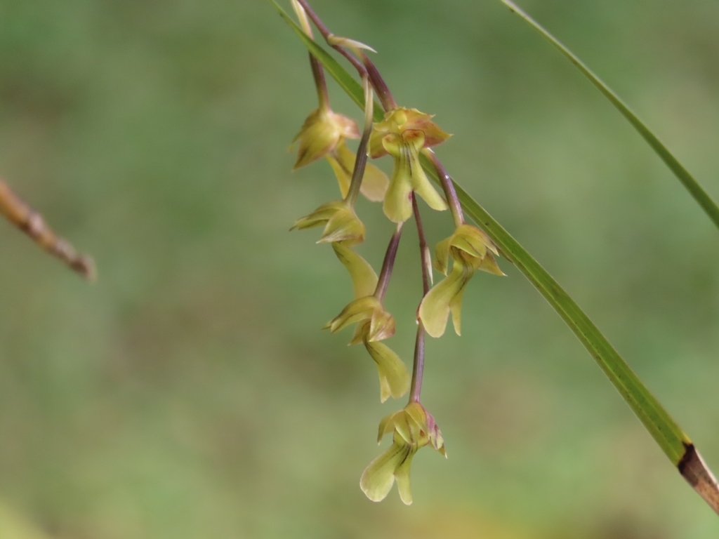 Scaphyglottis hondurensis
