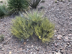 Ephedra torreyana