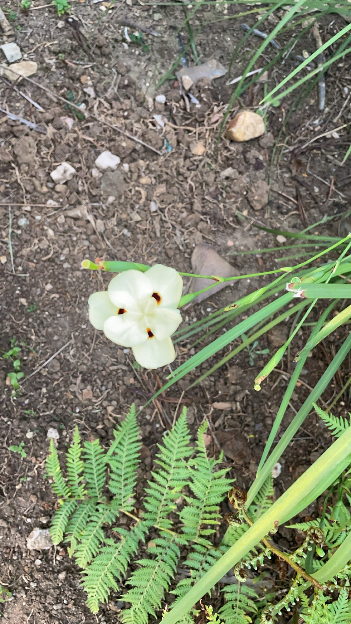 Imagem de Iris-amarelo