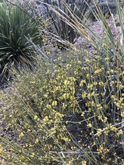 Ephedra torreyana