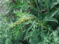 Ambrosia arborescens