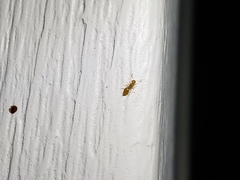 Crematogaster minutissima