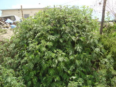 Ambrosia arborescens