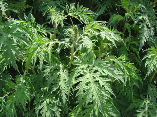 Image of Altamisa (Ambrosia arborescens) by no rights reserved