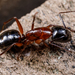 Camponotus texanus - Photo (c) Meghan Cassidy, algunos derechos reservados (CC BY-SA), uploaded by Meghan Cassidy