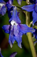 Delphinium bakeri