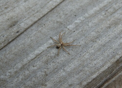 Philodromus aureolus