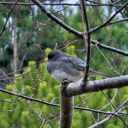 Dark-eyed Junco photographed in North Carolina