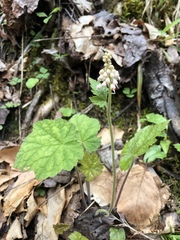 Tiarella austrina
