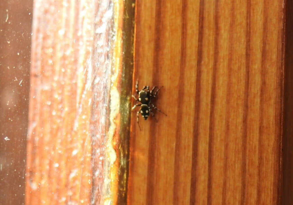 Heliophanus apiatus