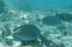 Acanthurus chirurgus