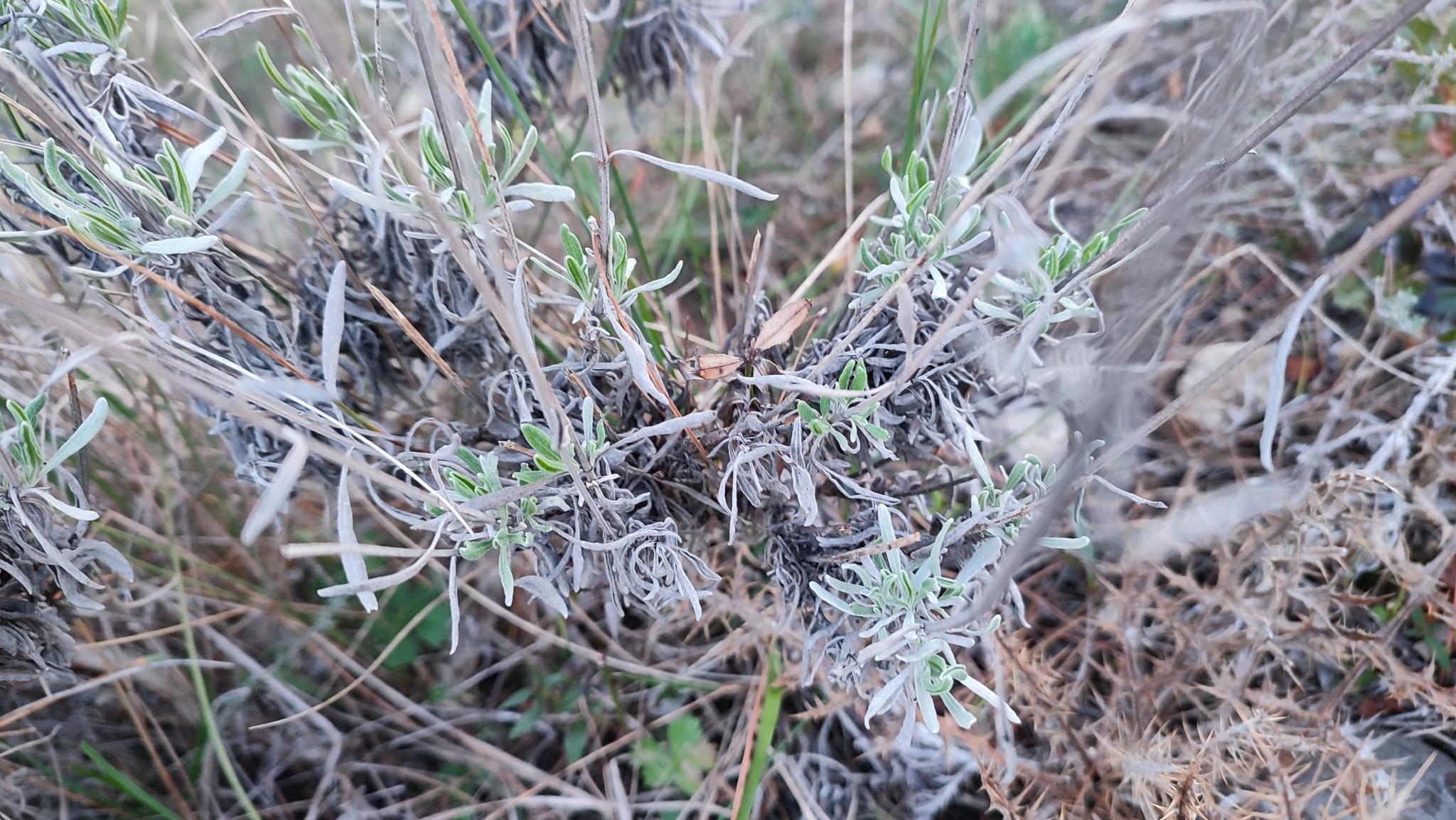 Imagem de Lavanda