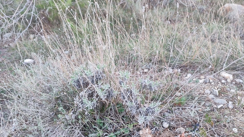 Foto de Lavanda