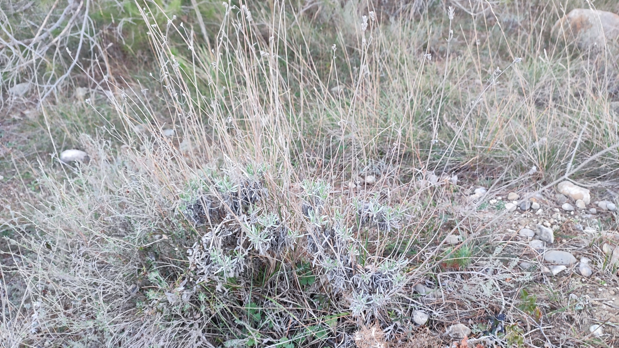 Imagem de Lavanda